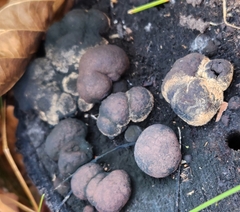 Daldinia childiae