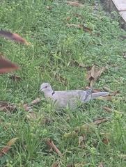 Streptopelia decaocto