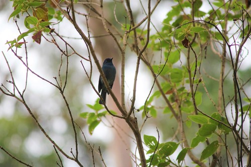 Eumyias albicaudatus