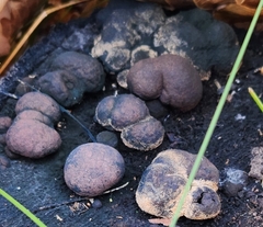 Daldinia childiae