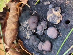 Daldinia childiae