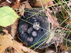 Daldinia childiae