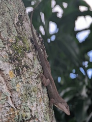 Anolis sagrei