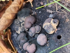 Daldinia childiae