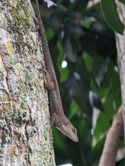 Anolis sagrei