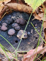 Daldinia childiae