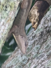 Anolis sagrei