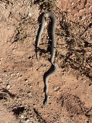 Pantherophis emoryi