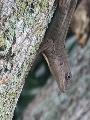 Anolis sagrei