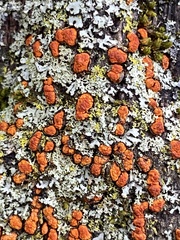Amphilogia gyrosa