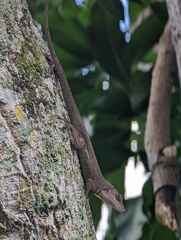 Anolis sagrei