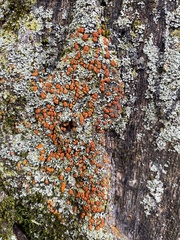 Amphilogia gyrosa
