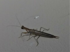 Galepsus