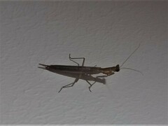 Galepsus