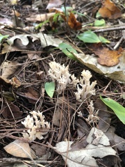 Clavulina reae