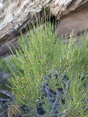 Ephedra cutleri