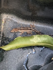 Anolis sagrei