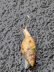 Bulimulus bonariensis