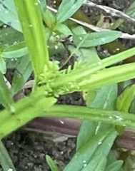 Cyperus squarrosus
