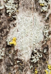 Lecanora symmicta