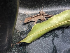 Anolis sagrei