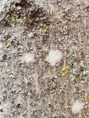 Lecanora symmicta