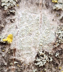 Lecanora symmicta