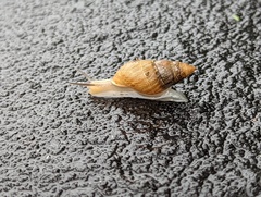 Bulimulus bonariensis