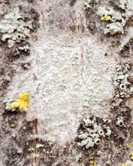 Lecanora symmicta