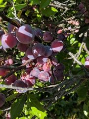 Prunus maritima