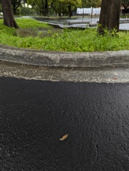 Bulimulus bonariensis