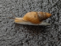 Bulimulus bonariensis