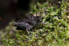Tettiella