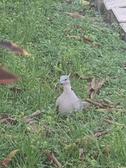 Streptopelia decaocto