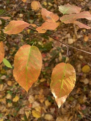 Amelanchier arborea