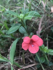 Barleria repens