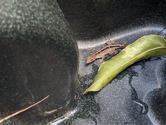 Anolis sagrei