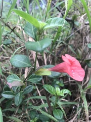 Barleria repens