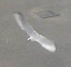 Thalasseus sandvicensis