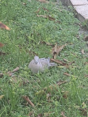 Streptopelia decaocto