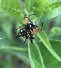 Austracantha minax