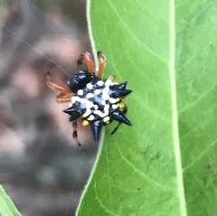 Austracantha minax