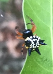 Austracantha minax