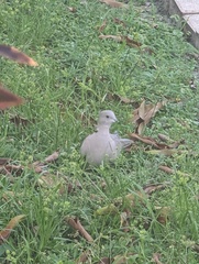 Streptopelia decaocto