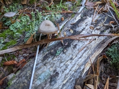 Strobilurus trullisatus