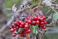Viburnum opulus