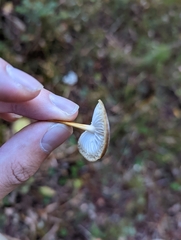 Strobilurus trullisatus