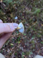 Strobilurus trullisatus