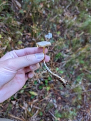 Strobilurus trullisatus