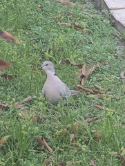 Streptopelia decaocto